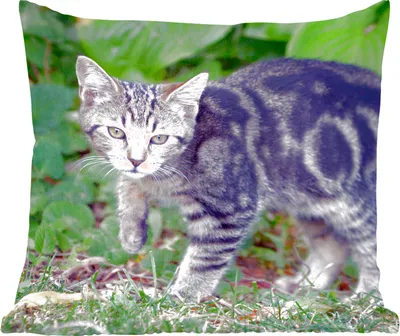 Produktbild von MuchoWow® Zierkissen Sofakissen Wohnzimmer Dekokissen 40x40 cm Katze - Haustier - Garten - Mädchen - Kinder - Kinder - Kind - Foto Kissen - Schlafzimmer Dekoration