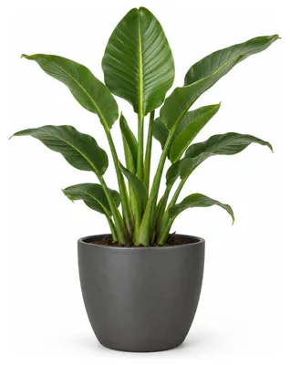 Produktbild von Floran Pflanzgefas „Boule“ - Anthrazit - matt - Keramik - H 27 x D 32 cm