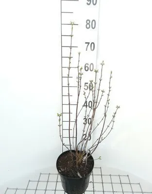 Zdjęcie produktu dla Philadelphus 'Snowbelle' - Jaśmin ogrodowy 50- 60 cm - Pojemnik
