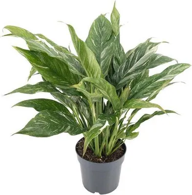 Produktbild von Spathiphyllum Diamond Ø14cm 55cm Einblatt variegierte Zimmerpflanze Pflegeleicht