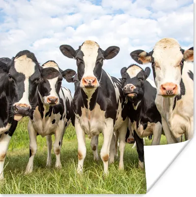 Produktbild von MuchoWow® Poster Kühe - Weide - Tiere - Natur - Gras 50x50 cm - Wohnzimmerdekoration