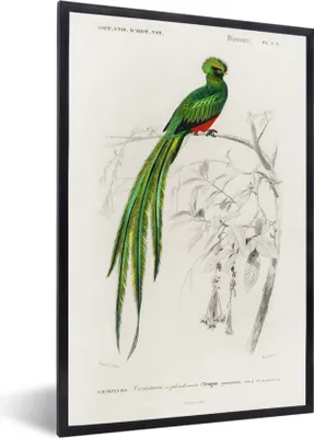 Produktbild von MuchoWow® MuchoWow® Gerahmtes Poster Vogel - Vintage - Zweig 40x60 cm - Poster mit zchwarzem Bilderrahmen - Papierdruck - Wandbilder