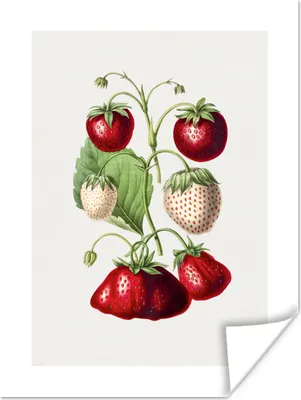 Produktbild von MuchoWow® Poster Erdbeere - Lebensmittel - Obst 90x120 cm - Wohnzimmer