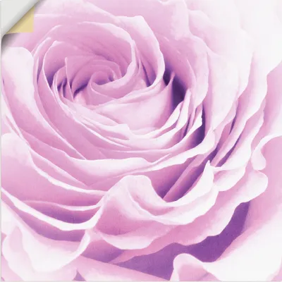 Produktbild von ARTland Wandbild, selbstklebend Pastell Rose Größe: 70x70 cm