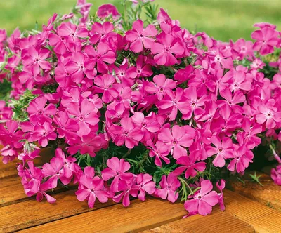 Produktbild von Phlox subulata 'MacDaniel's Cushion', Polsterphlox, rosa, ca. 9x9 cm Topf