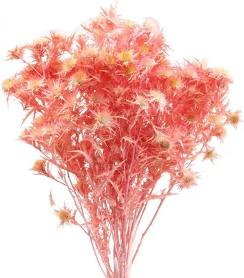Produktbild von Trockenblumen Distelzweige für stilvolle Dekoration und florale Arrangements
