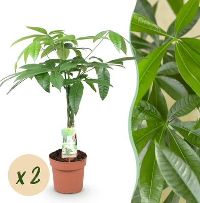 Image de Green boutiQ - Plantes d'intérieur - Pachira Aquatica tige tressée - Arbre à monnaie - Peu d'entretien - Vert - 2 Plantes - Pot 17cm - Hauteur 60-70cm