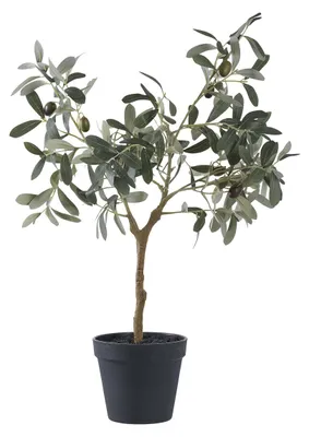 Obrázok produktu pre Umelý olivovník v čiernom kvetináči, výška 61 cm