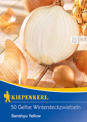 Produktbild von Wintersteckzwiebeln Kiepenkerl 'Senshyu Yellow' 50 Stk.
