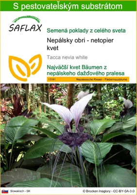 Obrázok produktu pre SAFLAX - Nepálsky obri - netopier kvet - Tacca nevia white - 10 Semená - S pestovateľským substrátom bez klíčkov
