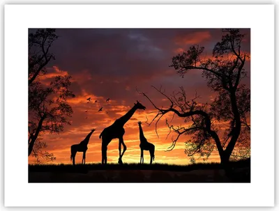 Produktbild von Poster - Poster ohne Rahmen - Giraffe Afrika Sonne Safari - 40x30 cm - Wand Bild - Wanddeko - Wandbilder - Kunstposter - Wandposter - Bilder - Kunstdruck - Wanddekoration - Wandbild - P2XAA40x30-0507