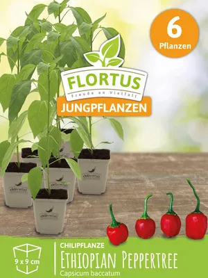 Artikelbild 7 von 'Chilipflanze Ethiopian Peppertree' aus der Kategorie Chilipflanzen