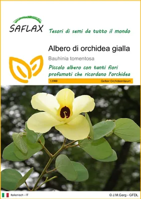 Immagine prodotto di SAFLAX  - Albero di orchidea gialla - 30 semi - Bauhinia