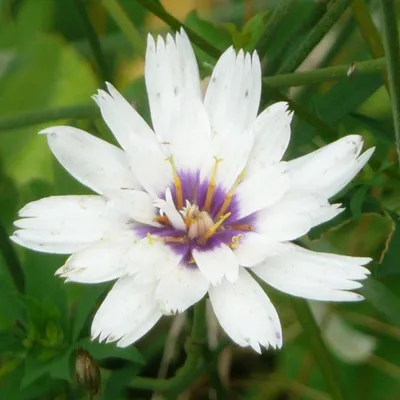 Produktbild von 6 x Weiße Rasselblume  - Catananche caerulea 'Alba'  | Topf 9cm x 9cm