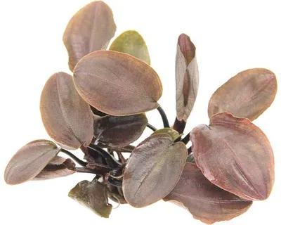 Produktbild von Meebold´s Lagenandra meeboldii Rot