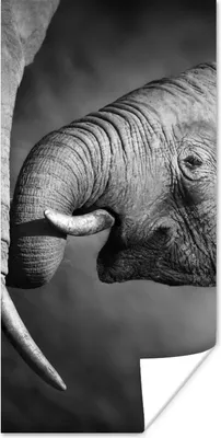 Produktbild von MuchoWow® Poster Wildtiere - Elefant - Schwarz - Weiß - Porträt 60x120 cm - Wandschmuck