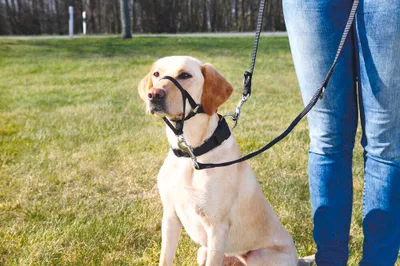 Obrázok produktu pre Tréningový postroj Trixie Top Trainer max. 27 cm