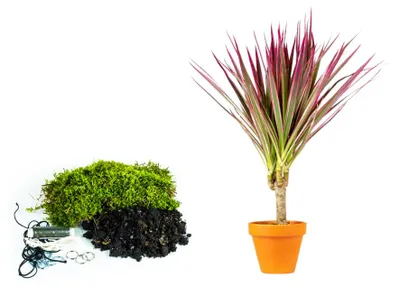 Obrázok produktu pre Gardners Kokedama "Vyrob si sám" Dracaena marginata Bicolor (S)