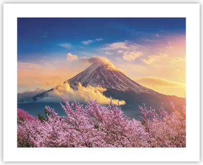 Produktbild von Poster - Poster ohne Rahmen - Fuji Blume Kirsche - 50x40 cm - Wand Bild - Wanddeko - Wandbilder - Kunstposter - Wandposter - Bilder - Kunstdruck - Wanddekoration - Wandbild - P2XAA50x40-4490