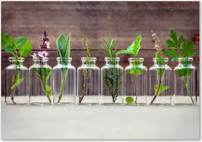 Produktbild von Tulup® Glas-Bild - 100 x 70 - Wandbild aus Glas - Wandkunst - Wandbild hinter gehärtetem Sicherheitsglas - Blumen & Pflanzen - Pflanzen in Gläsern - Grün
