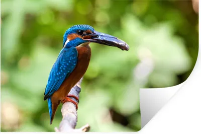 Produktbild von MuchoWow® Wandtattoo Wandsticker Wandaufkleber Eisvogel - Fisch - Baum 120x80 cm Selbstklebend und Repositionierbar - Selbstklebend - Fototapeten