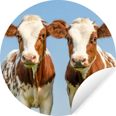 Produktbild von MuchoWow® Runde Wandtattoo - Wandsticker Tapete Aufkleber Kühe - Himmel - Tiere - Bauernhof - Porträt Ø 100 cm Selbstklebend und Repositionierbar - Wandaufkleber - Kreis - Tapetenkreis - Wandbild rund - Schlafzimmerdekoration - Wanddeko - runde Tapete - Kunst für zu Hause