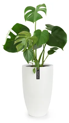 Produktbild von Fox & Fern Blumentopf mit Stopfen, Blumentopf Gross für Innen/Außen, Übertopf UV- & Frostbeständig, Polystone-Blumentöpfe Weiß, Blumentopf 30 cm Durchmesser, Großer Pflanzentopf für Zimmerpflanzen