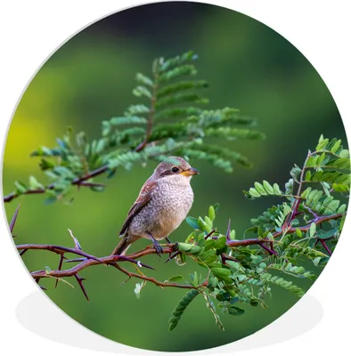 Produktbild von MuchoWow® Rundes Wandbild - Runde Bilder Vogel - Baum - Wald Ø 30 cm Kreis Wanddekoration Kunststoff - Wandkreis - Wandschmuck - Schlafzimmer - Bilder - Der Kreis - Kunst für die Wohnung - Plastik - Kunstdruck - Wandbild