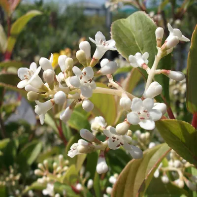 Obrázek produktu pro Sněženka  - Viburnum hillieri 'Winton'  | 30-40 cm v kontejneru