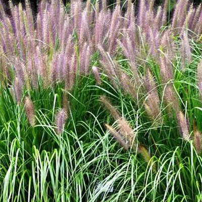 Obrázok produktu pre 6 x nízka tráva na čistenie lámp  - Pennisetum alopecuroides 'Red Head'  | Kvetináč 9 cm x 9 cm