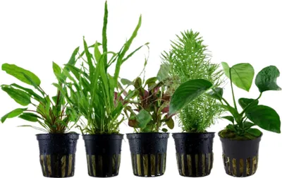 Produktbild von Pflanzen Set mit 5 Mittelgrund Topf Aquarium Wasserpflanzen AquaOne Nr.116