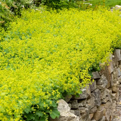 Image de Bloomique - Lot de 3 - Alchemilla Mollis - Alchémille - Plantes de jardin - Résistantes à l'hiver - Hauteur 10-20 cm - Pot 9x9 cm