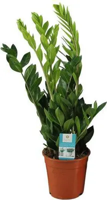 Immagine prodotto di Pianta da appartamento Zamioculcas Zamiifolia "Glücksfeder" Ø17cm, altezza