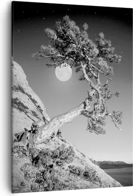 Produktbild von Bild auf Leinwand - Leinwandbild - Einteilig - Voll der Mond Baum - 50x70cm - Wand Bild - Wanddeko - Wandbilder - Leinwanddruck - Wanddekoration - Leinwand bilder - Wandbild - PA50x70-4689