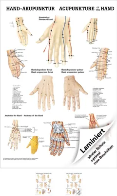 Produktbild von Hand-Akupunktur Mini-Poster Anatomie 34x24 cm medizinische Lehrmittel