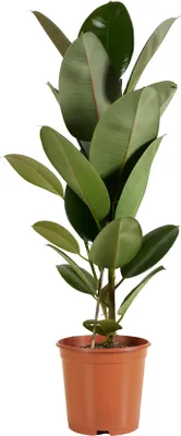 Produktbild von Bloomique - Ficus Elastica Robusta - Gummibaum - Zimmerpflanzen Groß - Luftreinigend - Pflegeleicht - Höhe 80-100 cm - Topf 21 cm