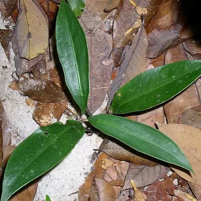 Obrázok produktu pre Alocasia (Alocasia beccarii) – 1 vyklíčené semeno
