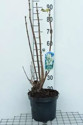 Obrázok produktu pre Syringa vulg. 'Mme Lemoine' - Šeřík 60- 70 cm - Kontajner