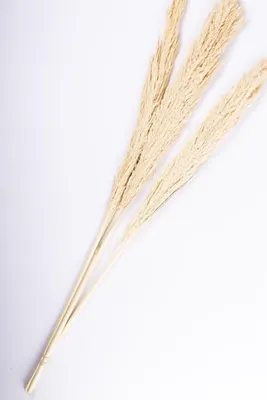 Produktbild von artplants.de Schilfgras Rispen Bund Eleonora, getrocknet, Gebleicht, 115 cm - Trockengras Strauß
