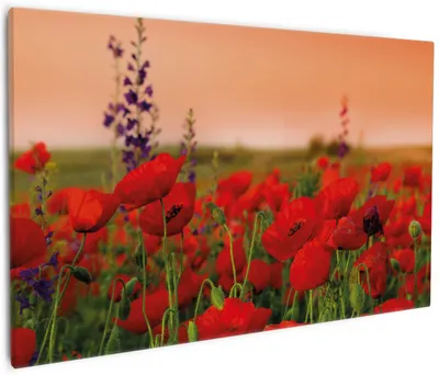 Produktbild von Wallario Premium Leinwandbild Mohnblumen auf dem Feld in Größe 60 x 90 cm