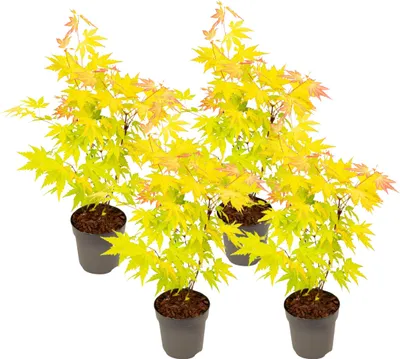 Zdjęcie produktu dla Klon japoński - 4 szt - Acer 'Orange Dream' - Wysokość 25-40cm - ø10,5cm