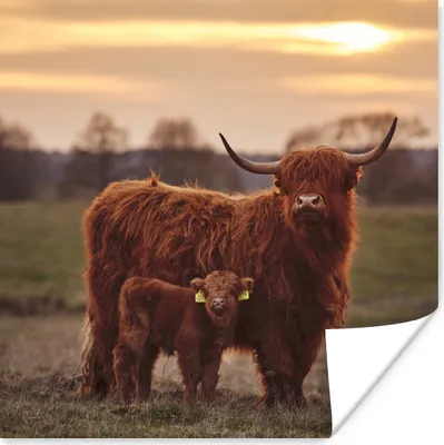 Produktbild von MuchoWow® Poster Schottische Highlander - Tiere - Landschaft - Sonnenuntergang - Kuh 75x75 cm - Wand Dekoration