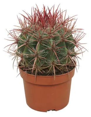 Produktbild von Roter Teufelszungen-Kaktus - Ferocactus stainesii - Pflegeleichte Zimmerpflanze - 12cm Topf