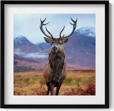 Produktbild von Ein stattlicher Hirsch auf einer Berglichtung– Wandbild mit Rahmen – Gerahmtes Bild  – Wanddekoration – 50x50 cm –  Schwarz Rahmen
