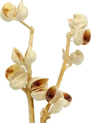 Produktbild von Gebleichte Hakea Zweige mittelgroß 5-9 Köpfe, Trockenblumen für Deko und Trauerfloristik, 25 Stück