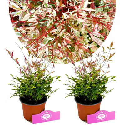 Zdjęcie produktu dla Zestaw 2 niebiańskich bambusów - Nandina Domestica "Twilight" - wysokość 30 cm - doniczka 12 cm