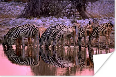 Produktbild von MuchoWow® Poster Trinkende Zebras 60x40 cm - Schlafzimmerdekoration