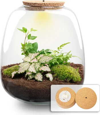 Produktbild von Flaschengarten Emma Bausatz mit LED-Korkdeckel Ø23cm 25cm DIY Pflanzenterrarium