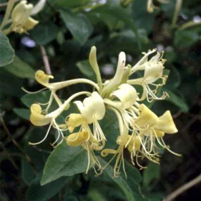 Image de 2 x Lonicera periclymenum - Lonicera periclymenum | 50-60 cm en conteneur