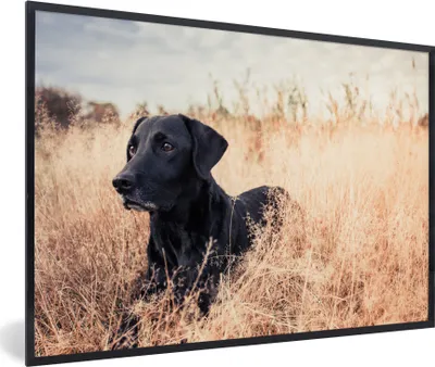 Produktbild von MuchoWow® MuchoWow® Gerahmtes Poster Ein Labrador Retriever liegt im hohen Gras 60x40 cm - Poster mit zchwarzem Bilderrahmen - Printing - Wanddeko Schlafzimmer